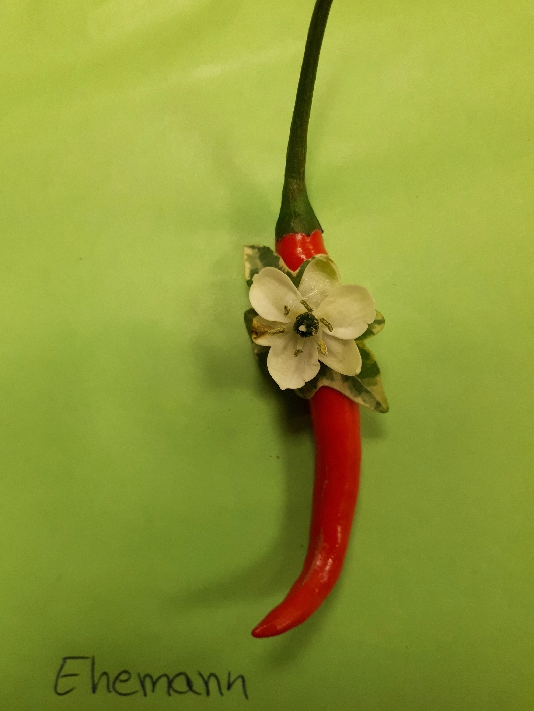 Blume